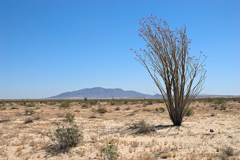 Yuha Desert